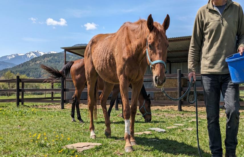 Recueillir six chevaux saisis par la SPA du Béarn